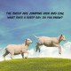 My First Book of Kosher Animals  